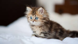 Kitten On A White Bedsheet Wallpaper