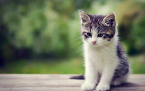 Kitten On A Wood Wallpaper