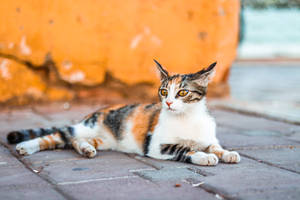 Kitten On Brick Floor Wallpaper