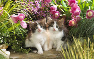 Kittens With Purple Flowers Wallpaper