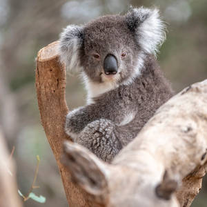 Koala Bear Marsupial Wallpaper