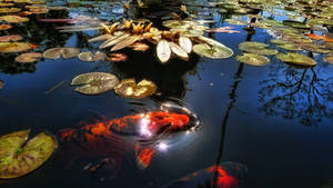 Koi Fish Breaking Water Surface Wallpaper