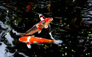 Koi Fish Swimming In Water Wallpaper