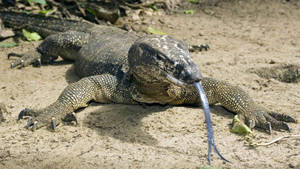 Komodo Dragon Monitor Lizard On Sandbank Wallpaper