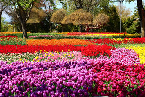 Konya Tulip Garden Wallpaper