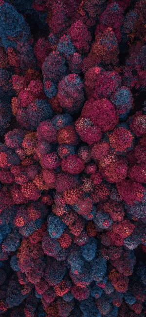 Krasny Bor Red Forest, Embrace The Beauty Of Nature Wallpaper