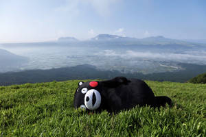 Kumamon Lying On The Grass Wallpaper