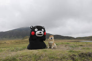 Kumamon With Shiba Inu Dog Wallpaper