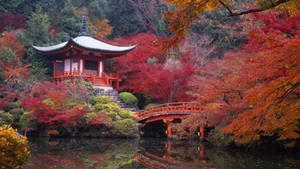 Kyoto Daigo Maple Trees Wallpaper