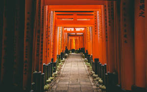 Kyoto Fushimi Torii Gates Wallpaper