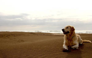 Labrador At The Beach Wallpaper