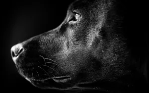 Labrador Black And White Photography Wallpaper