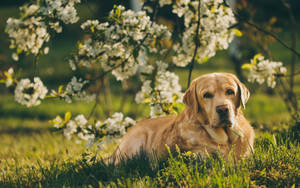 Labrador High Contrast Photography Wallpaper