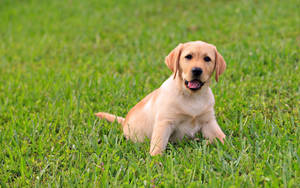 Labrador On Grass Wallpaper