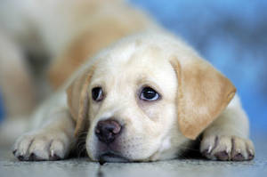 Labrador Puppy Focus Shot Wallpaper