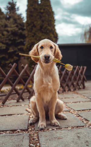 Labrador Retriever Picture Wallpaper