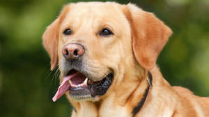 Labrador Winsome Photo Wallpaper