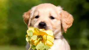 Labrador With Yellow Flower Wallpaper