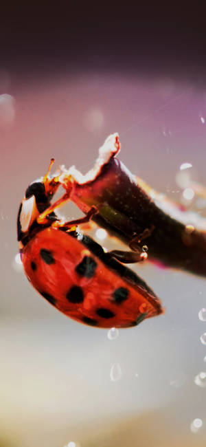 Ladybug Beetle Hanging At The Edge Wallpaper