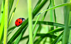 Ladybug In The Grass Wallpaper