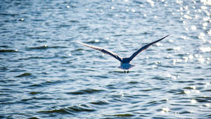 Lake Bird Palić, Serbia Wallpaper