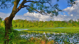 Lake In The Forest Nature Wallpaper