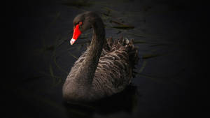 Lake Swan On Black Tablet Wallpaper