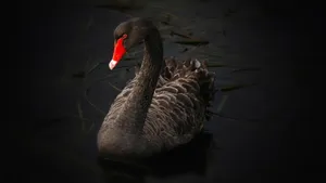Lake Swan On Black Tablet Wallpaper