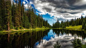 Lake View Rows Of Pine Trees Wallpaper