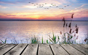 Lake View With Flock Of Bird Wallpaper