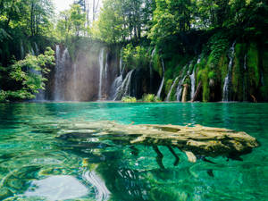 Lake With Floating Log Wallpaper