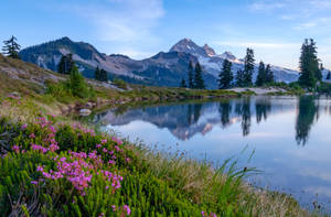 Lake With Flowers Wallpaper