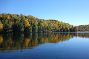 Lake With Tall Pine Trees Wallpaper