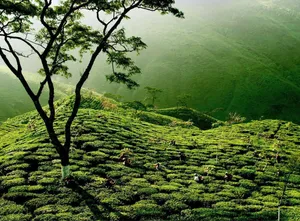 Lakkatura Tea Garden Wallpaper
