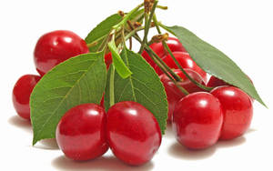 Lambert Cherries Wallpaper