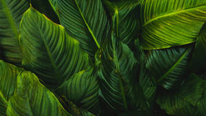 Large Green Leaves Wallpaper