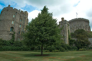 Large Tree Below Windsor Castle Wallpaper