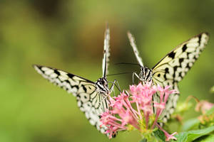 Large Tree Nymph Butterflies Wallpaper