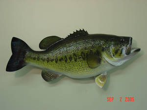 Largemouth Bass With Black Prints Wallpaper