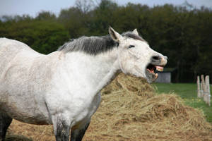 Laughing White Horse Wallpaper