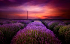 Lavender Aesthetic Field And Windmills Wallpaper