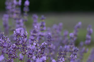 Lavender Aesthetic Violet Buds Wallpaper