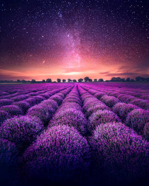 Lavender Blossoms Unveil A Star-studded Night In France Wallpaper