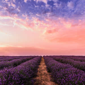 Lavender Field At Sunset Wallpaper