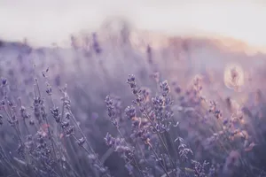 Lavender Field At Sunset Wallpaper