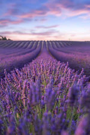 Lavender Field Flower Cluster Close-up Wallpaper