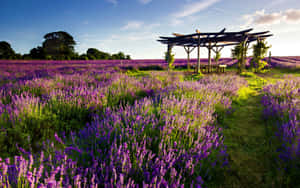 Lavender Field Round Wooden Pergola Wallpaper