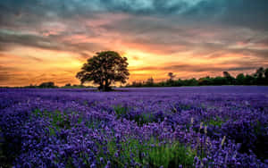 Lavender Field Under Bright Orange Skies Wallpaper