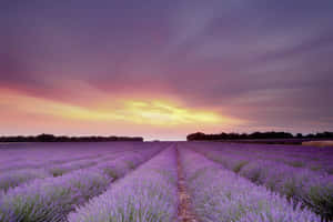 Lavender Fields Enjoy The Enchanting Scent Of Lavender In This Breathtaking European Field. Wallpaper