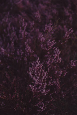 Lavender Flower Blooms Dark Clos-up Wallpaper